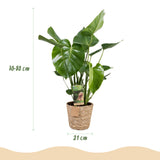 Green BoutiQ - Green is... Kamerplanten - Monstera Deliciosa - Gatenplant - Weinig onderhoud - met mand - Groen - 1 Plant - Pot 21cm - Hoogte 70-80cm