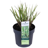 Miscanthus sinensis Strictus - Ø23cm - ↕60cm - Ø19 - ↨50cm