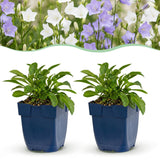 Green boutiQ - Vasteplant - Campanula persicaria Duo - Perzikbladklokje - Bijen- en vlinderlokkers - Blauw - Wit - 24 Planten - Pot 11cm - Hoogte 15-25cm