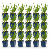 Green boutiQ - Vasteplant - Agapanthus africanus - Afrikaanse Lelie - Bijen en Vlinderlokkers - Blauw - 24 Planten - Pot 11cm - Hoogte 15-25cm