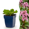 Green boutiQ - Vasteplant - Bergenia cordifolia - Schoenlappersplant - Schaduw - Roze - 6 Planten - Pot 11cm - Hoogte 15-25cm