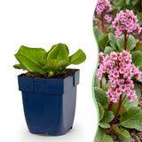 Green boutiQ - Vasteplant - Bergenia cordifolia - Schoenlappersplant - Schaduw - Roze - 6 Planten - Pot 11cm - Hoogte 15-25cm