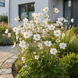 Green boutiQ - Vasteplant - Anemone hybr. Hon. Jobert - Herfst Anemoon - Schaduw - Wit - 3 Planten - Pot 11cm - Hoogte 15-25cm