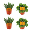 2x Aloe Paradisicum + 2xPeperomia Rana Verde - 4 stuks - Ø10.5cm - ↕10cm