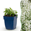 Green boutiQ - Vasteplant - Nepeta faassenii Snowflake - Kattenkruid - Bijen en Vlinderlokkers - Wit - 6 Planten - Pot 11cm - Hoogte 15-25cm