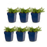 Green boutiQ - Vasteplant - Phlox MacDaniel's Cushion - Vlambloem - Bodembedekkend - Donker Roze - 6 Planten - Pot 11cm - Hoogte 15-25cm