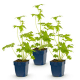 Green boutiQ - Vasteplant - Delphinium (P) Blue Bird - Ridderspoor - Bijen en Vlinderlokkers - Blauw - 3 Planten - Pot 11cm - Hoogte 15-25cm