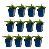 Green boutiQ - Vasteplant - Phlox Maischnee - Vlambloem - Bodembedekkend - Wit - 12 Planten - Pot 11cm - Hoogte 15-25cm