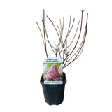 Green boutiQ - Pluim Hortensia - Hydrangea panniculata Vanille Fraise - Bloem Wit Roze- 1 Plant - Bladverliezend - Grote Bloemen - Pot 17cm Hoogte 50cm