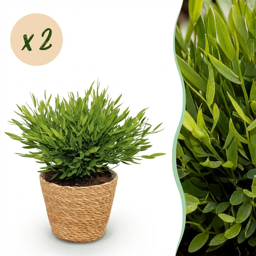 Green boutiQ - Kamerplant - Bamusa Pogonatherum Monica - Bamboegras - Huisdiervriendelijke Plant - Groen - 2 Planten - met Mand - Pot 12cm - Hoogte 20cm