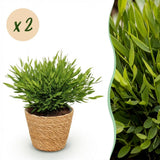 Green boutiQ - Kamerplant - Bamusa Pogonatherum Monica - Bamboegras - Huisdiervriendelijke Plant - Groen - 2 Planten - met Mand - Pot 12cm - Hoogte 20cm