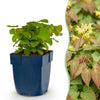 Green boutiQ - Vasteplant - Epimedium perralch. Frohnleiten - Elfenbloem - Schaduw - Geel - 24 Planten - Pot 11cm - Hoogte 15-25cm