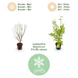 Green boutiQ - Tuinplant - Acer palmatum Summergold - Japanse Esdoorn - Bladverliezend - Geel - 1 - Pot 26cm - Hoogte 90cm