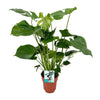 Monstera Deliciosa- Ø19cm - ↕60cm