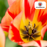 Tulpenbollen Spring Break — rood-oranje tulp, 20 stuks (maat 11/12)