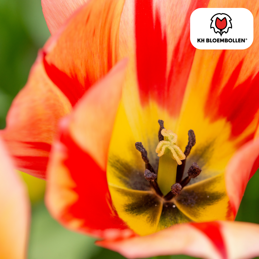 Tulpenbollen Spring Break — rood-oranje tulp, 20 stuks (maat 11/12)