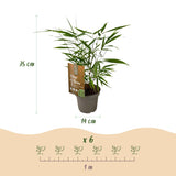 Green boutiQ - Bamboe - Fargesia Asian Wonder - Bladhoudend - Niet Woekerend - Groen - 12 Planten - Pot 14cm - Hoogte 35cm