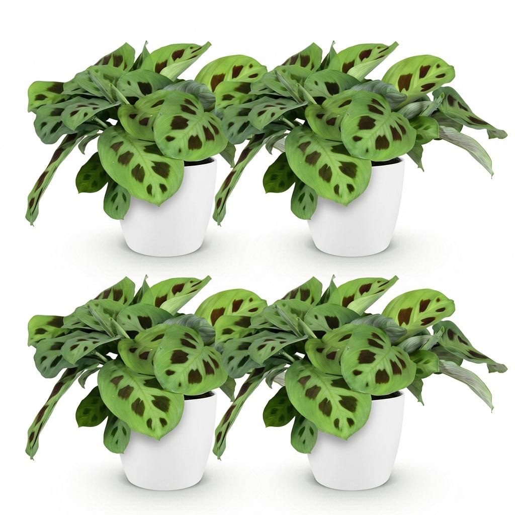 Green boutiQ - Kamerplant - Maranta Fascinator Kerchoveana - Zebraplant - Huisdiervriendelijke Plant - Groen - 4 Planten - met Potter Wit - Pot 12cm - Hoogte 25cm