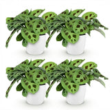 Green boutiQ - Kamerplant - Maranta Fascinator Kerchoveana - Zebraplant - Huisdiervriendelijke Plant - Groen - 4 Planten - met Potter Wit - Pot 12cm - Hoogte 25cm