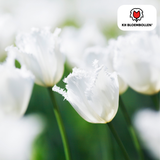 Tulpenbollen Honeymoon — witte kartelrandtulp, 20 stuks (maat 11/12)