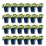 Green boutiQ - Vasteplant - Rudbeckia fulg. Goldsturm - Gele zonnehoed - Bijen- en vlinderlokkers - Geel - 24 Planten - Pot 11cm - Hoogte 15-25cm