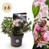 Green boutiQ - Dwerg Rhododendron - Rhododendron Bloombux Light Pink - Bloeiende Buxus - Weinig Onderhoud - Licht Roze Bloem - 6 Planten - Pot 17cm - Hoogte 30-40cm