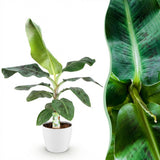 Green BoutiQ - Kamerplanten - Musa acuminata Dwarf Cavendisch - Bananenplant - Weinig onderhoud - Groen - 1 Plant - met Potter Wit - Pot 21cm - Hoogte 70-75cm