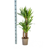 Yucca Elephantipes met mand Ø21cm - ↕90 - 110cm