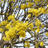 Green boutiQ - Tuinplant - Cornus mas - Bloem Geel - 3 Planten - Bladverliezend - Weinig Onderhoud - Pot 12cm Hoogte 35cm