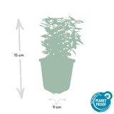 48x Euonymus fort. 'Emerald 'n Gold’ - ↕10-25cm - Ø9cm