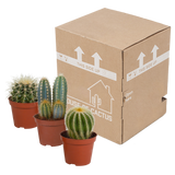 Cactus mix 8.5 cm - 3x - zonder pot