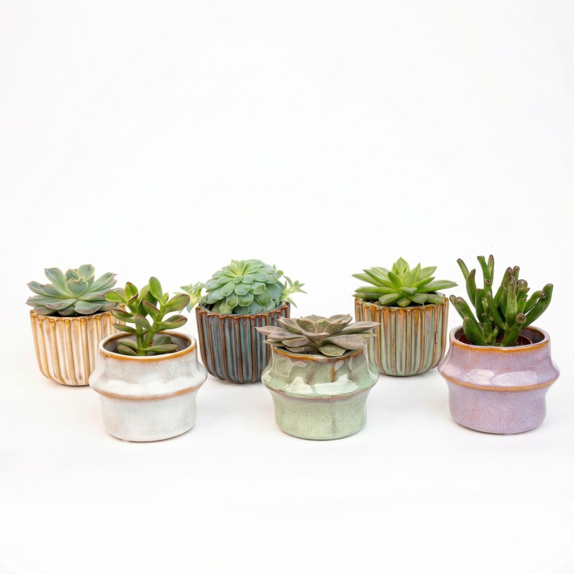 Succulenten Set van 6 in Keramische Mini Potjes Barcelona -↑ 8–12 cm