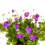 Geranium Rozanne Purple Ø19cm - ↕20 - 30cm