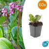 60x Bergenia cordifolia 'Herbstblüte'- ↕10-25cm - Ø9cm