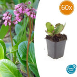 60x Bergenia cordifolia 'Herbstblüte'- ↕10-25cm - Ø9cm