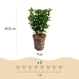 Green boutiQ - 16x Euonymus japonica Green Spire - Kardinaalsmuts - Haagplanten - Groenblijvend - Groen - Pot 9cm - Hoogte 20-25cm