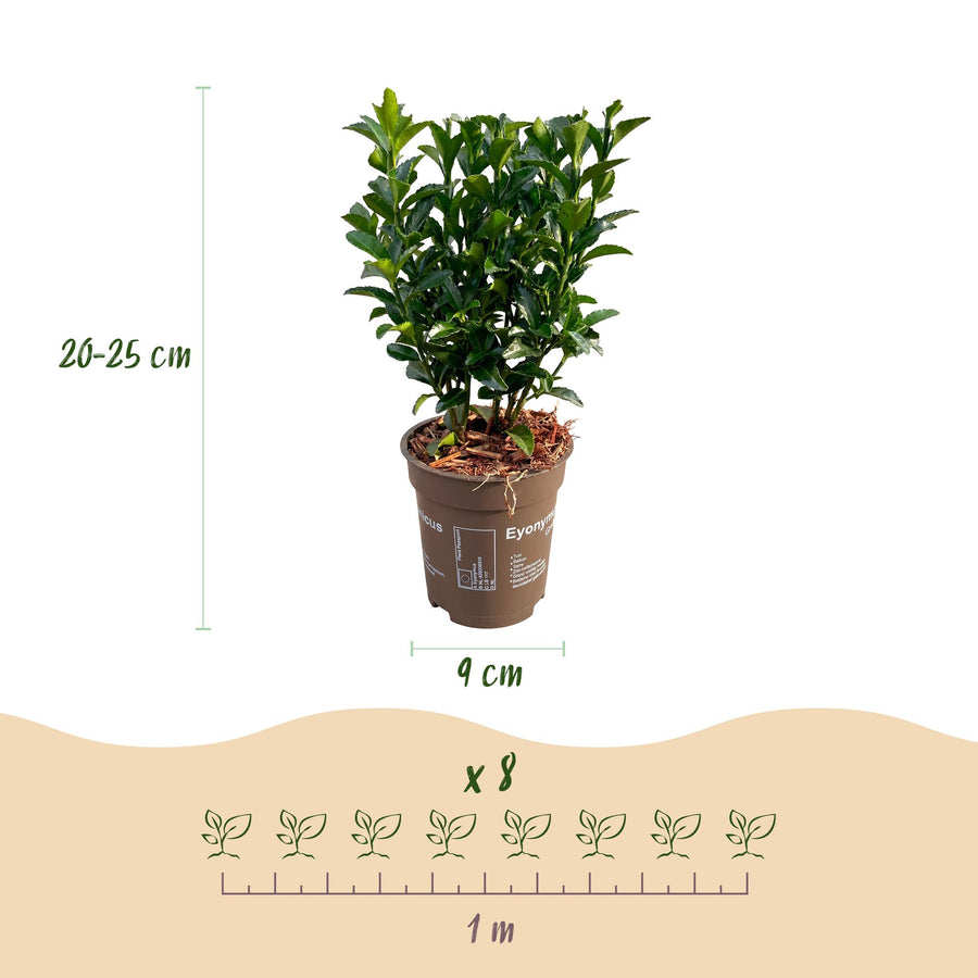Euonymus japonica Green Spire — Kardinaalsmutshaag, 16 stuks, 20-25 cm