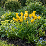 80x Tulipa Sylvestris - Bosdravik - Geel - Verwilderingsbol - Bolmaat 5/6
