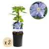 Green boutiQ - Klimplant - Clematis Blue Angel - Bloem Licht Blauw - Weinig onderhoud -2 planten -Pot 11cm Hoogte 40cm