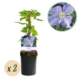 Green boutiQ - Klimplant - Clematis Blue Angel - Bloem Licht Blauw - Weinig onderhoud -2 planten -Pot 11cm Hoogte 40cm