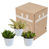 Crassula mix 10,5 cm - 3x - in witte pot