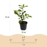 Green boutiQ - Tuinplant - Cornus Florida - Bloem Wit-Roze - 1 Plant - Bladverliezend - Weinig Onderhoud - Pot 12cm Hoogte 35cm