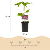 Green boutiQ - Klimplant - Clematis Ville de Lyon - Bloem Roze - Weinig onderhoud -2 planten -Pot 11cm Hoogte 40cm