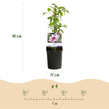 Green boutiQ - Klimplant - Clematis Pink Fantasy - Bloem Roze - Weinig onderhoud -2 planten -Pot 11cm Hoogte 40cm