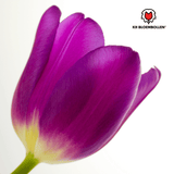 Tulpenbollen Purple Prince — paarsviolette tulp, 20 stuks (maat 11/12)