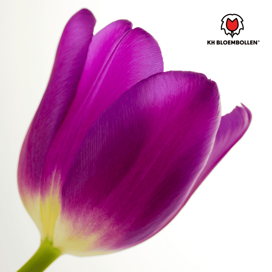 Tulpenbollen Purple Prince — paarsviolette tulp, 20 stuks (maat 11/12)