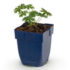 Green boutiQ - Vasteplant - Geranium sang. Album - Ooievaarsbek - Bodembedekkend - Wit - 1 Plant - Pot 11cm - Hoogte 15-25cm