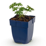 Green boutiQ - Vasteplant - Geranium sang. Album - Ooievaarsbek - Bodembedekkend - Wit - 1 Plant - Pot 11cm - Hoogte 15-25cm