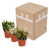 Crassula mix 8.5 cm - zonder pot - 3x