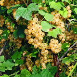 Green boutiQ - Fruitplant - Ribes rubrum Witte Parel - Bessenplant - Winterhard - Witte Bes - 2 Planten - Pot 15cm - Hoogte 50cm